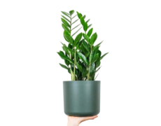 Zamioculcas zamiifolia 