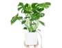 26250 Monstera deliciosa