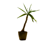 Dracaena marginata