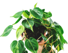 Philodendron 