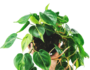 Philodendron