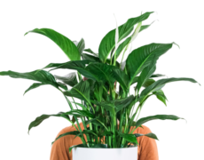 Spathiphyllum 