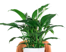 Spathiphyllum