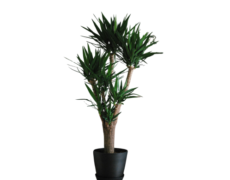 Yucca 